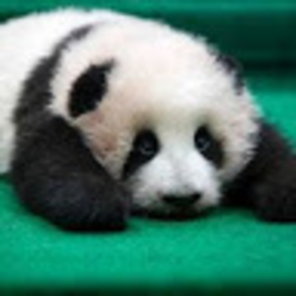 Meet your Posher, Pandasquad 35 - Picture 1 of 1